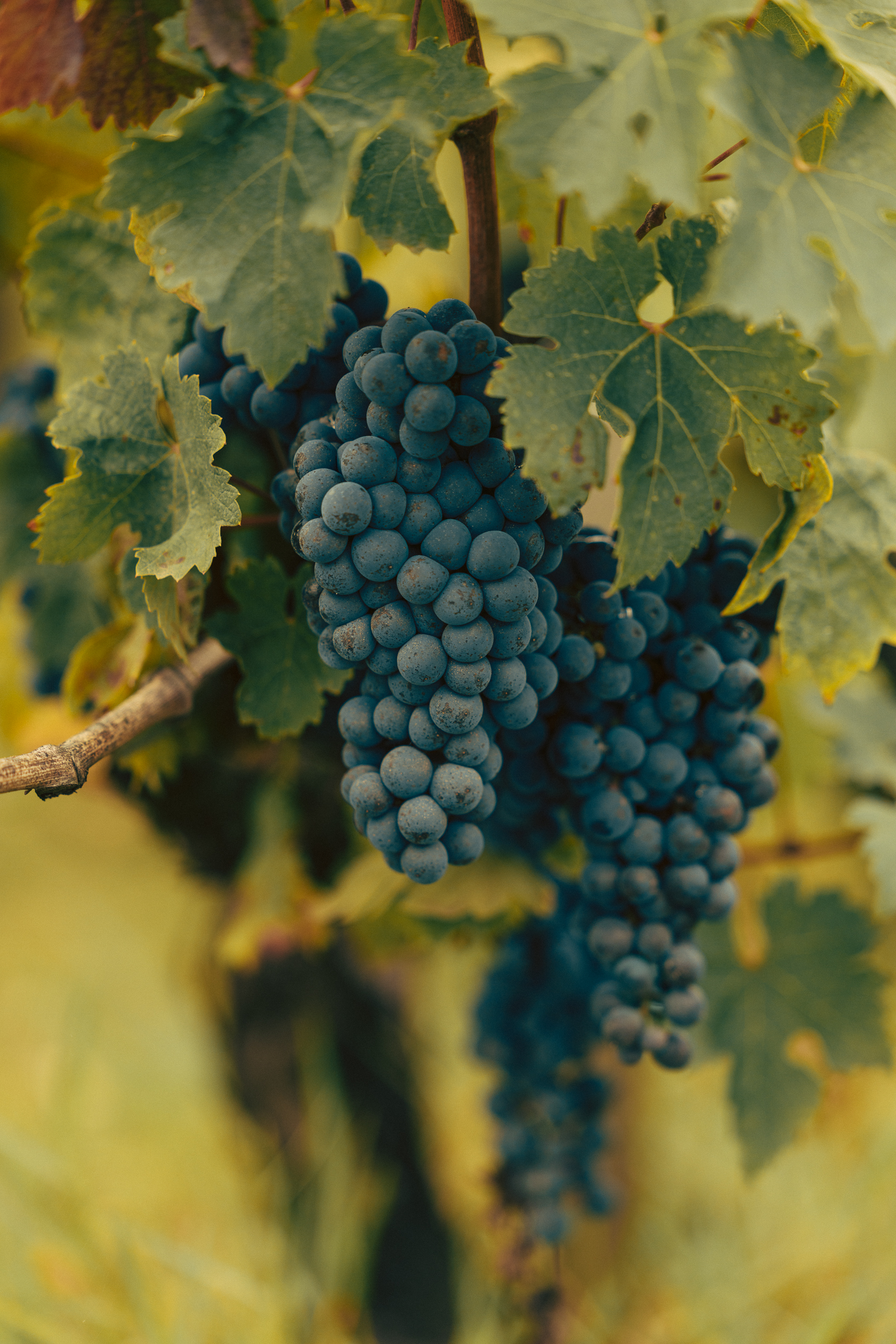 WEB_Vendanges25_Rauzan--7(2)