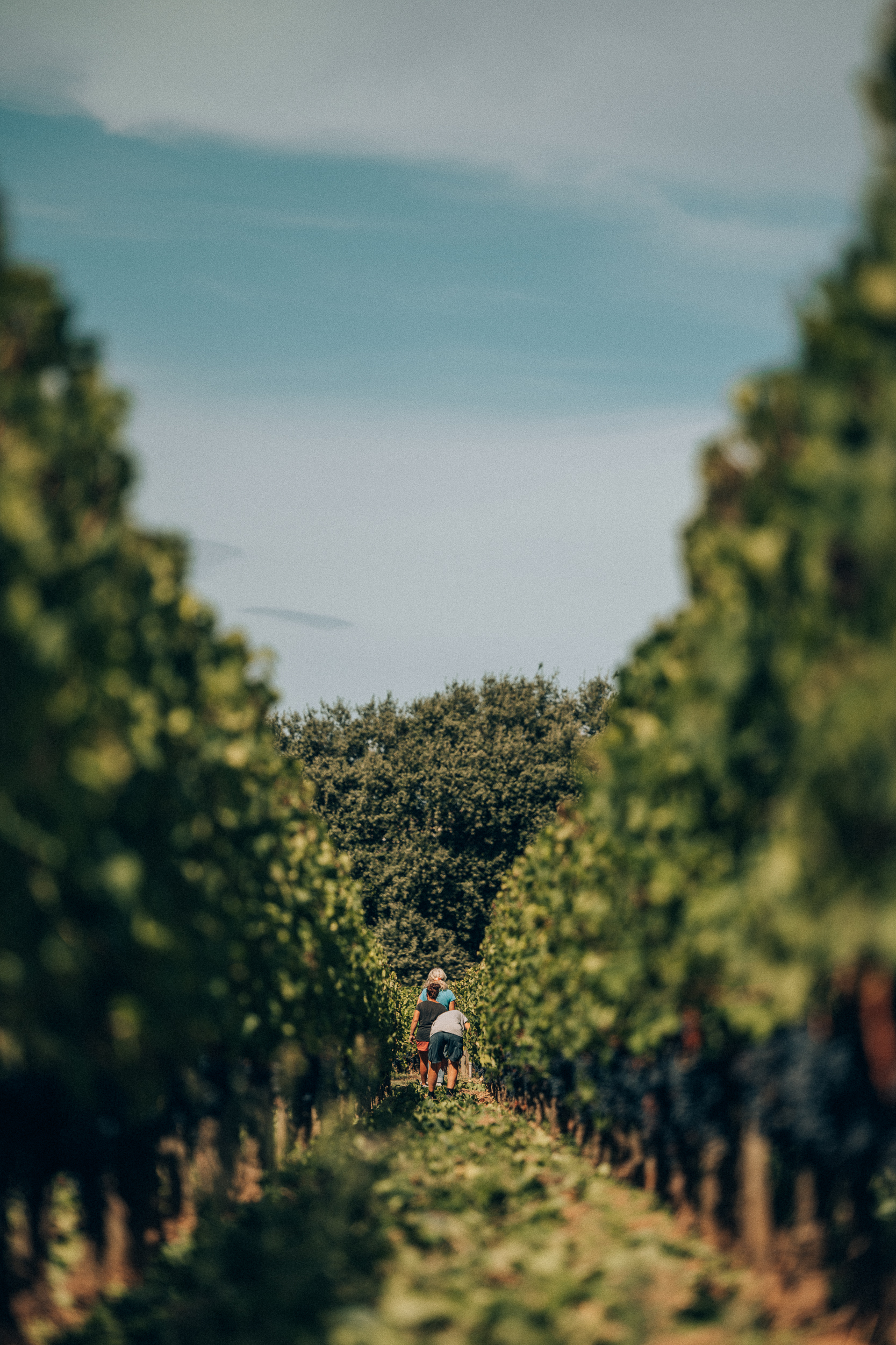 WEB_Vendanges25_Canon-5777(2)